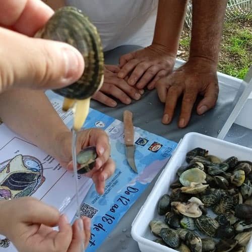 Tarifas de los talleres de marisqueo de AmarCarril en Vilagarcía